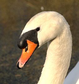 Schwan von Mindert Dusselaar