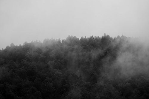 Fluisteringen van het Woud Mistige Boslandschap