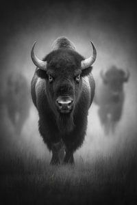 Bison dans la brume