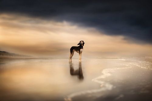 Sea Breeze van Nanuq Dog Photography
