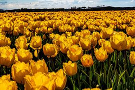 Tulpen 2.0 von Truckpowerr