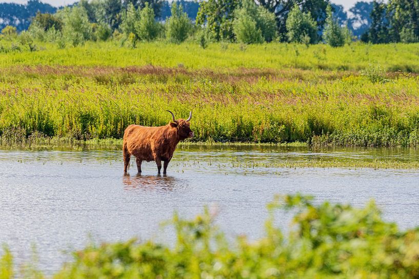 Schotse hooglander op Tiengemeten van Merijn Loch