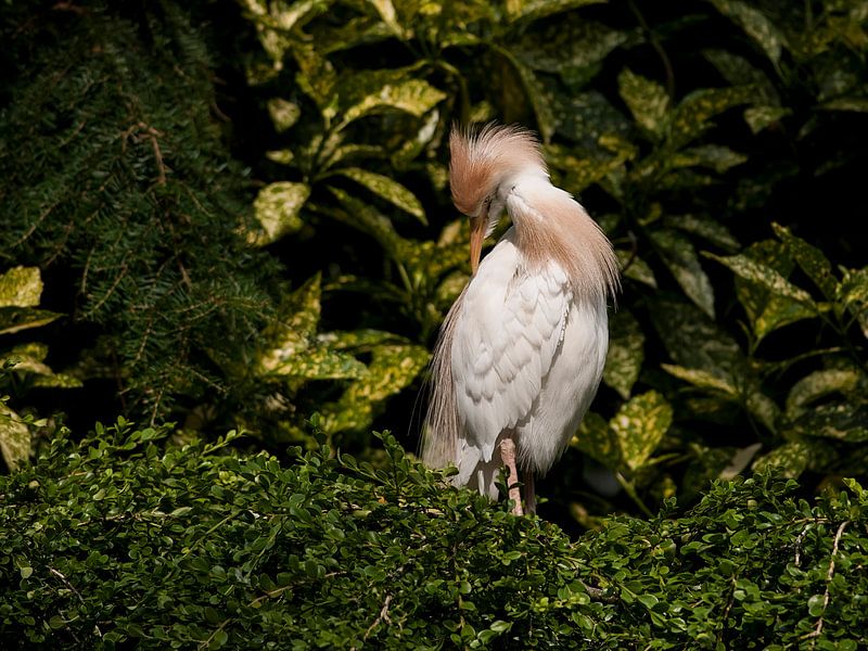 Cattle egret : Ouwehands Dierenpark by Loek Lobel