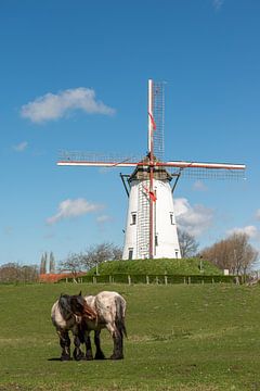Mühle und Pferde Damme von Annemarie Wolkers-Ven