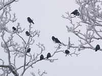 Zwarte vogels in witte sneeuw