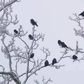 Zwarte vogels in witte sneeuw von Leo Hermans