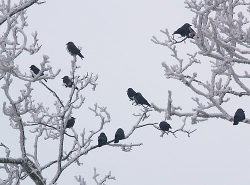 Zwarte vogels in witte sneeuw von Leo Hermans