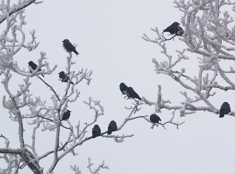 Zwarte vogels in witte sneeuw by Leo Hermans