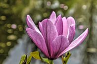 Paarse magnolia van Frans Blok thumbnail