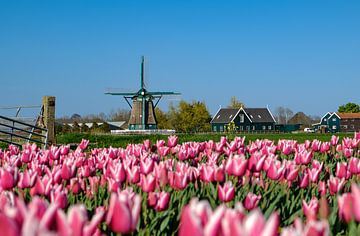 Les tulipes et le moulin sur Arno Prijs