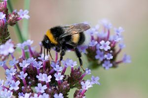  Bumblebee (Bombus)