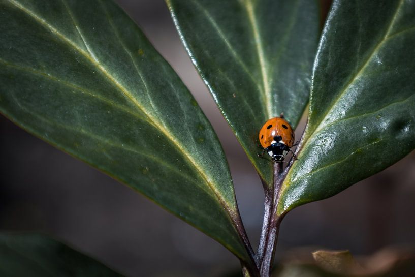 Little Adventurer by Davy Casteleins
