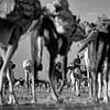 Niger. Sahara Desert. Camel caravan by Frans Lemmens