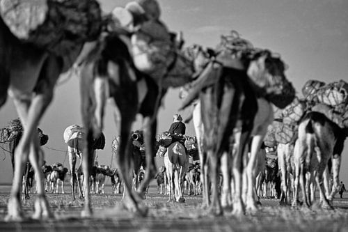 Niger. Sahara Desert. Camel caravan