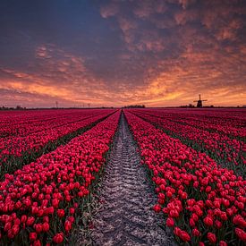 tyre tracks among red tulip field by peterheinspictures