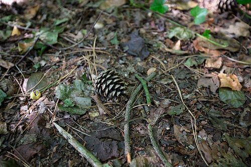 A pine cone on the forest floor in Emsland, Lower Saxony, Germany