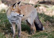 Red Fox in the AWD von Pierre Timmermans Miniaturansicht