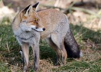 Vos in het AWD