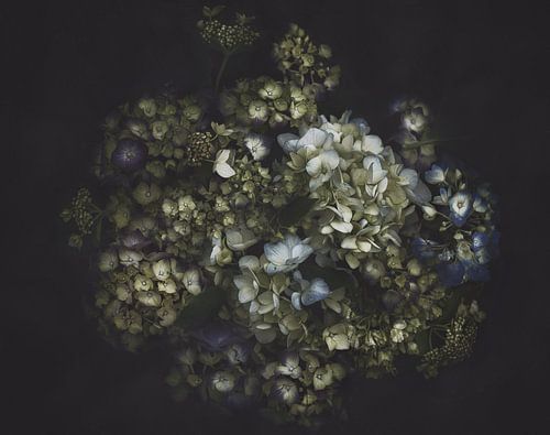 Dark Hydrangeas
