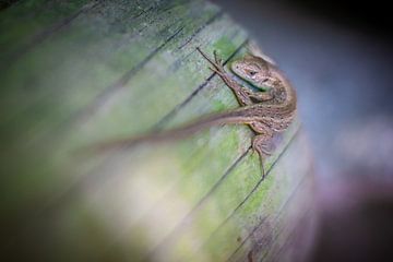 Lézard sur Ansgar Peter