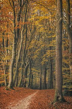 Speulderbos [Gouden Herfstmiddag II] van rosstek ®