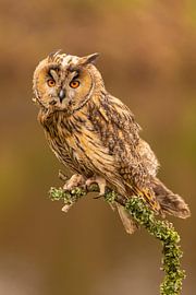 Hibou moyen-duc, Asio otus