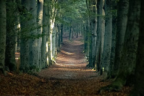Natuur, zon weerschijn bospad Amerongen