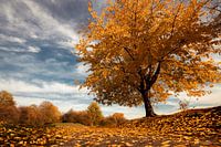 Herbstlandschaft