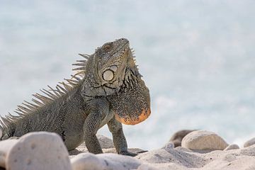 Impressive iguana shows its throat lobe