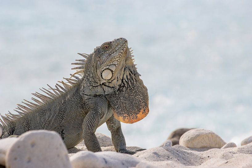Impressive iguana shows its throat lobe by Bas Ronteltap