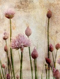 Chive blossoms and buds by Claudia Gründler