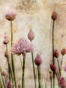 Stillleben mit Schnittlauch Blüten und Knospen