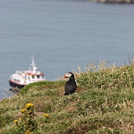 [impressions of scotland] - puffin 