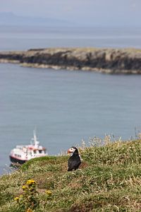 [impressions of scotland] - puffin "Fernweh" van Meleah Fotografie