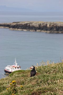 [impressions of scotland] - puffin "Fernweh" by Meleah Fotografie