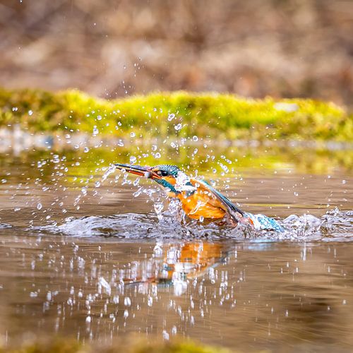 IJsvogel duikt op met een vis in zijn snavel