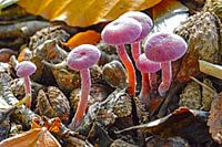 Amethistzwam (Laccaria amethystina) of rodekoolzwam