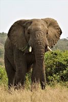 olifant in Afrika
