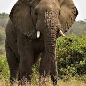 éléphant en Afrique sur Christiaan Van Den Berg