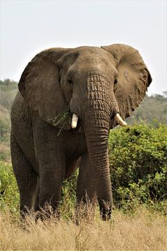 olifant in Afrika van Christiaan Van Den Berg