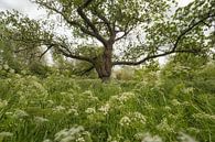 Fairy-tale tree between whirligigs by Moetwil en van Dijk - Fotografie thumbnail