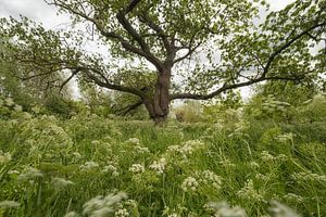 Fairy-tale tree between whirligigs