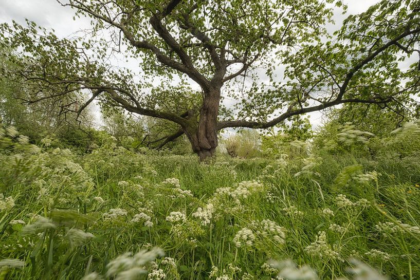 Fairy-tale tree between whirligigs by Moetwil en van Dijk - Fotografie