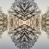 Spiegelung eines Baumes 1 von Adriana Müller