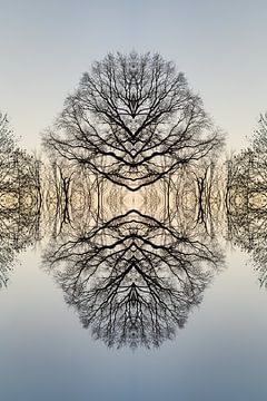 Reflection of a tree 1