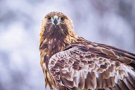 L'aigle royal (Aquila chrysaetos)