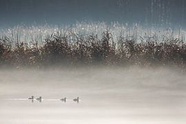 Misty morning by Wouter Vroom