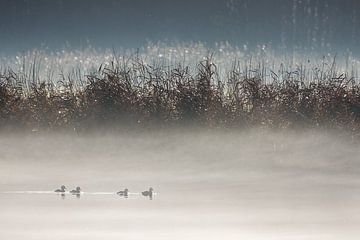 Misty morning