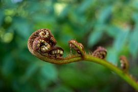 Krul van de krulvaren van Marly De Kok