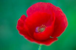 Intense (le rouge intense du coquelicot)